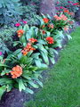 Bush lily